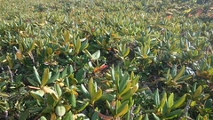Rhododendron caucasicum
