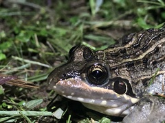 Leptodactylus luctator