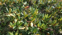 Rhododendron caucasicum