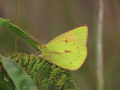 Colias dimera