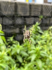 Araneus diadematus