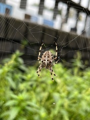 Araneus diadematus