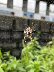 Araneus diadematus