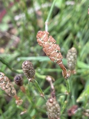 Equisetum bogotense