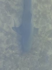 Negaprion brevirostris