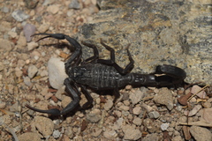 Hottentotta zagrosensis
