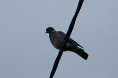 Columba palumbus