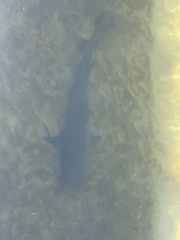 Negaprion brevirostris