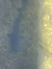 Negaprion brevirostris