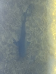 Negaprion brevirostris