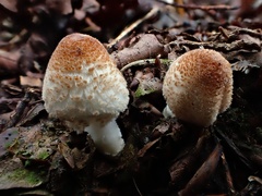 Coprinellus radians