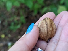 Carya ovata