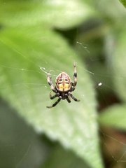 Araneus granadensis