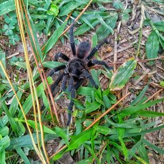 Acanthoscurria
