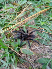 Acanthoscurria