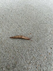 Deroceras reticulatum