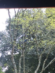 Cyanocorax caeruleus