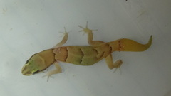 Microgecko helenae