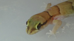 Microgecko helenae