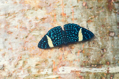 Hamadryas laodamia saurites