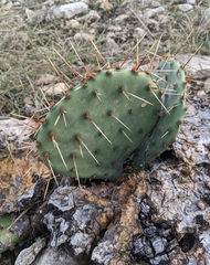 Opuntia gilvescens