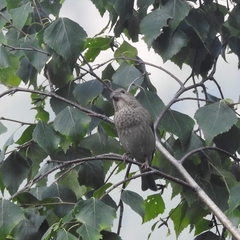 Carpodacus erythrinus