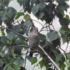 Carpodacus erythrinus