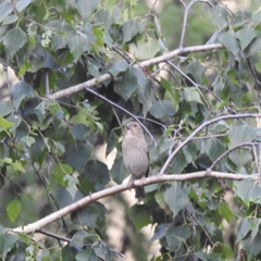 Carpodacus erythrinus