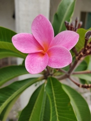 Plumeria rubra