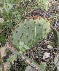 Opuntia gilvescens