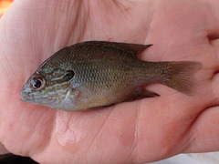 Lepomis aquilensis