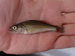 Micropterus