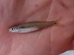 Notropis texanus