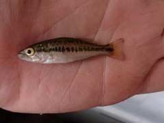 Micropterus