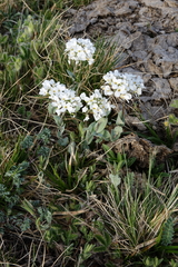 Noccaea cochleariformis