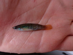Fundulus chrysotus