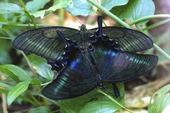 Papilio maackii