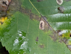 Cameraria caryaefoliella