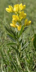 Thermopsis lanceolata