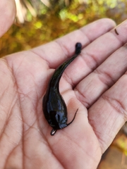 Clarias batrachus