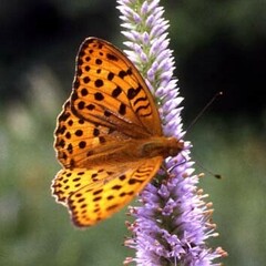 Argynnis laodice