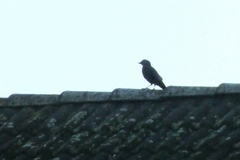 Corvus monedula
