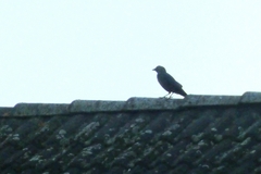 Corvus monedula