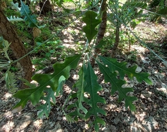 Cussonia paniculata