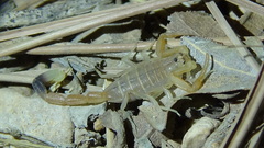 Compsobuthus kaftani