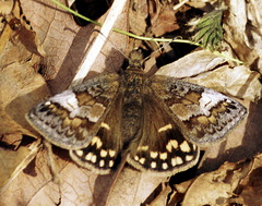 Erynnis montanus