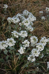 Noccaea cochleariformis