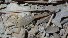 Compsobuthus kaftani