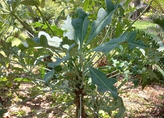 Cussonia paniculata