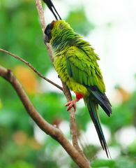 Aratinga nenday